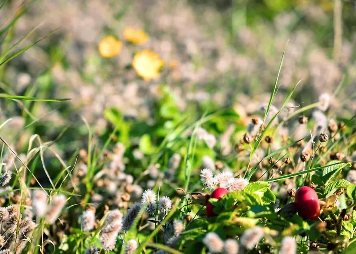 84249-knebel-skraningen-13 *